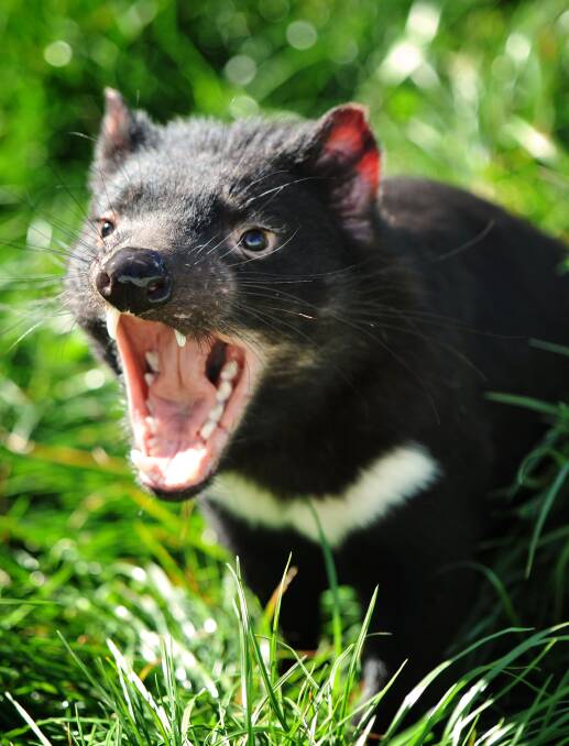 The latest pilot program will see 32 devils released into the bushland at Stony Head in August.