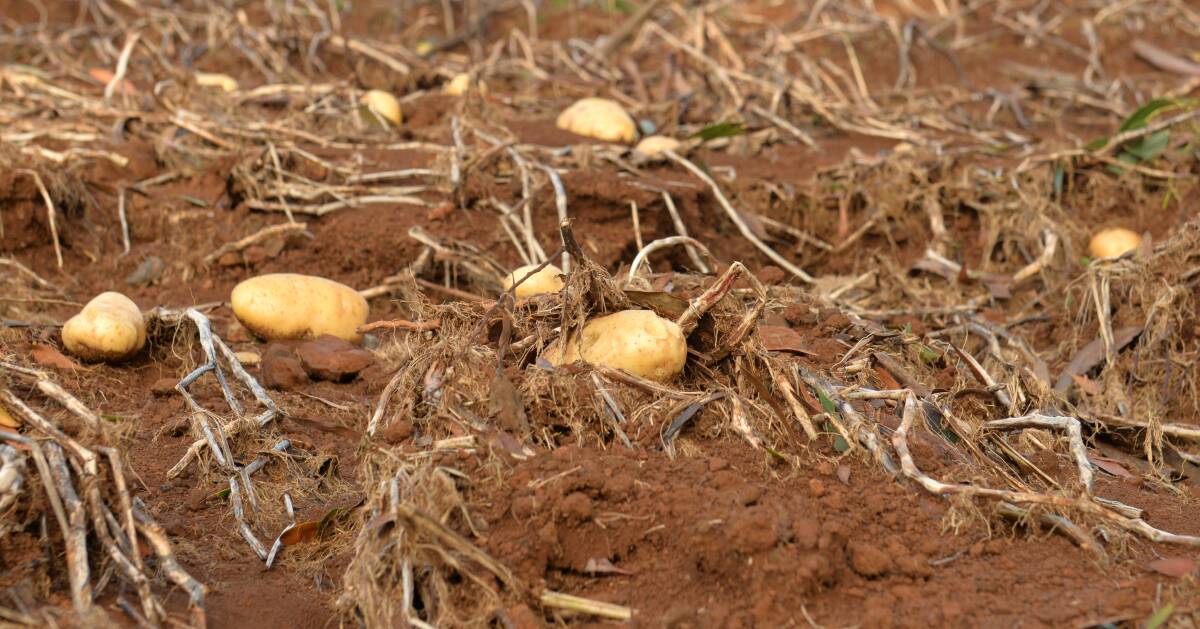 WASHED UP: Potatoes at a farm at Yolla have been literally washed out of the ground. Floods across the state have ruined about 5000 tonnes of potato crops.