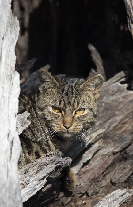 120 excellent reasons to eradicate feral cats