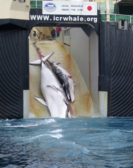 No simple solution to stopping whale hunt