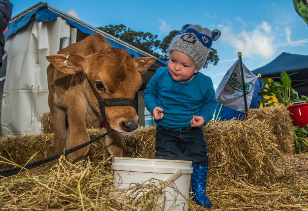HOWDY PARTNER: Roman Lockhart, 2, with his new Jersey calf friend from Merseybank Jersey Stud, Latrobe, at Agfest. Picture: Scott Gelston