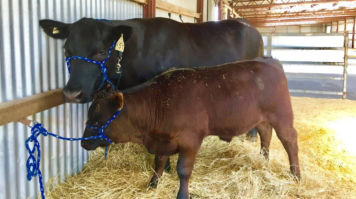 SHOW READY: Platinum angus cows settle into the cattle shed at Launceston showgrounds. Picture: Tarlia Jordan