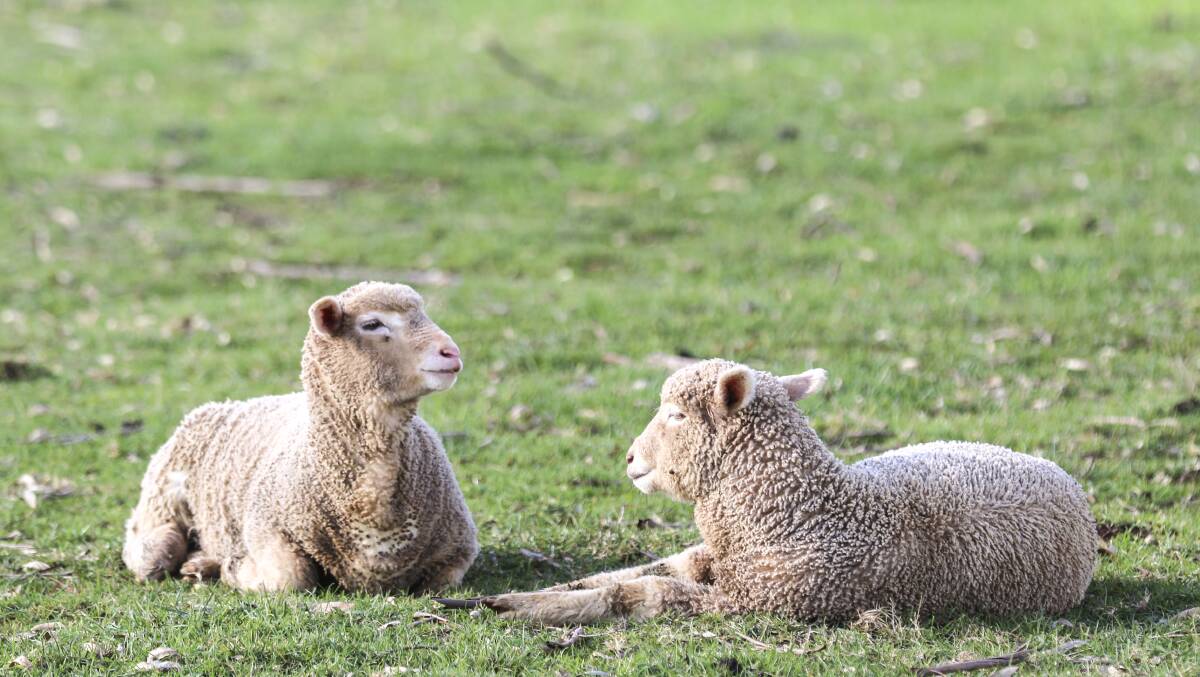 DATA NEEDED: Tasmanian farmers are invited to contribute to the National Lambing Density Project. Picture: Cordell Richardson