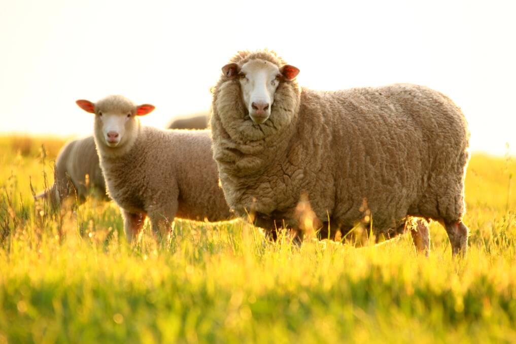 PRODUCER PROFITS: Campbell Town merino and mixed cropping farmer Sam Lyne spreads his options between sheep, lamb, wool and cereals to ensure a profitable operation at his Riccarton property. Picture: iStock/Jamesbowyer