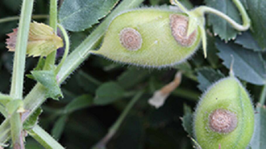 GROWER WARNING: Chickpea crops susceptible to ascochyta blight.