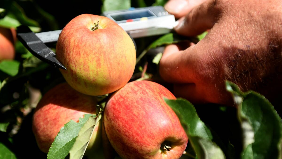 FRUITY: Measuring apple size at Millers Orchards. Picture: Neil Richardson