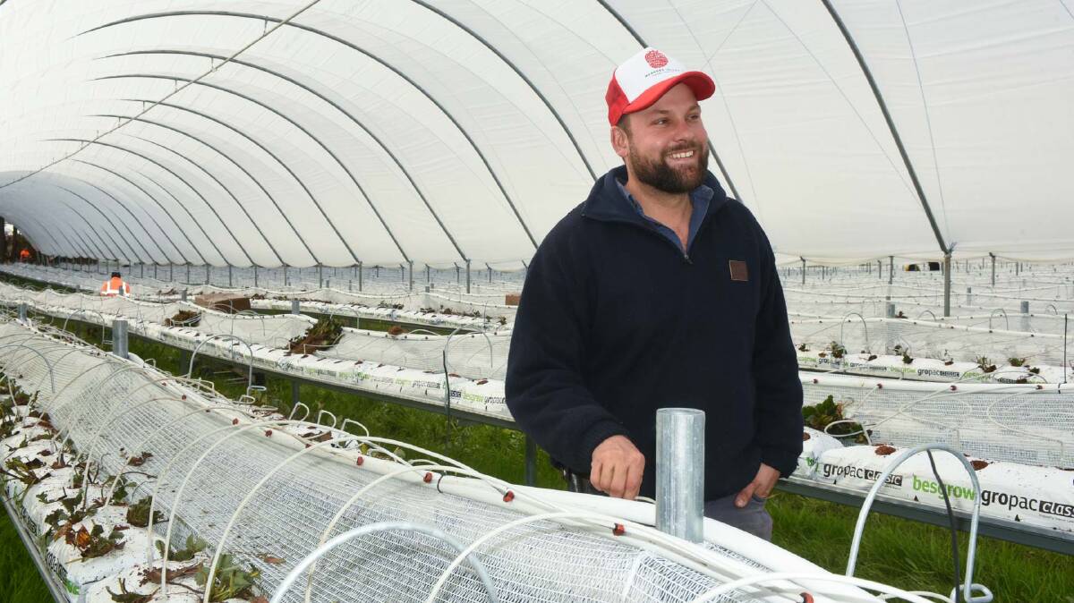 ALMOST READY: Hillwood Berries farm manager Simon Dornauf in the new strawberry tunnels planted in July. These tunnels are now home to new season berries. Picture: Neil Richardson