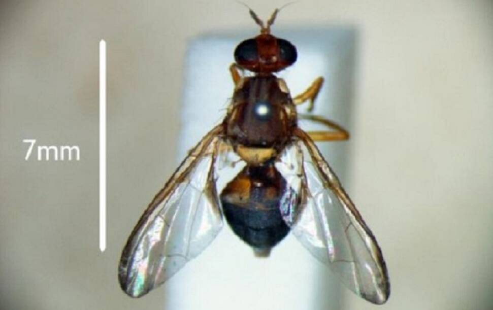 NOT AN OUTBREAK: The adult male fruit fly found at Mowbray does not constitute an outbreak, DPIPWE said. Picture: DPIPWE