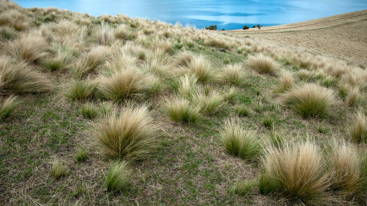 INVASIVE WEED: Serrated tussock workshop on Thursday. Picture: DPIPWE