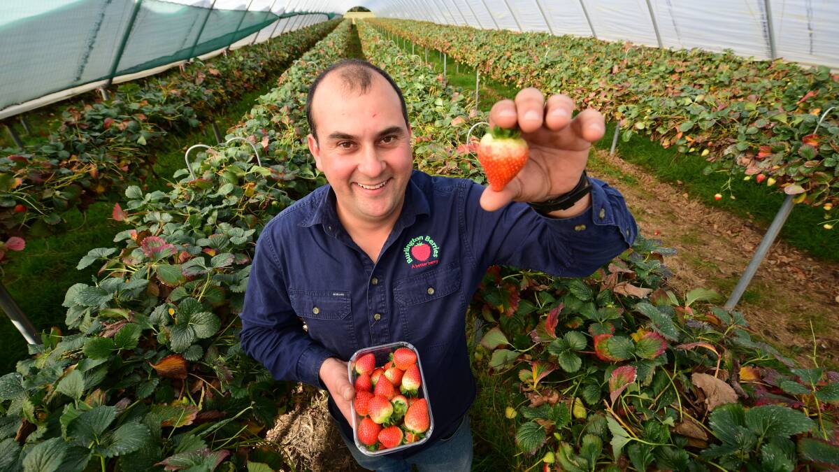 BERRY HAPPY: Burlington Berries soft fruit manager Marius Boarta is the Fruit Growers Tasmania Young Grower of the Year. Picture: Paul Scambler