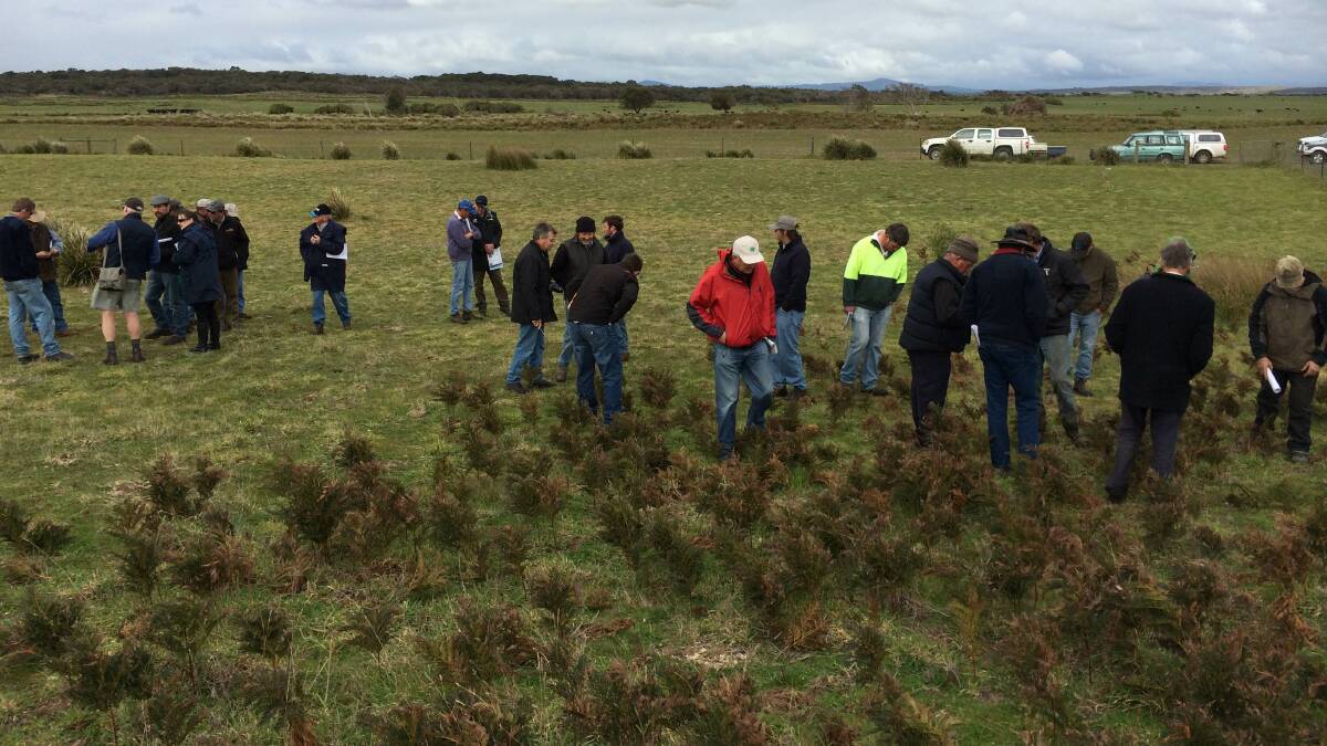 PASTURE POTENTIAL: Pasture assessment in action as a discussion group looks for promising survivors at a decades-old species trial site. Identifying what’s present can make big differences to management. Picture: Supplied