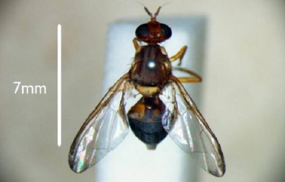 DETECTED AT MOWBRAY: Adult male fruit fly. Picture: DPIPWE