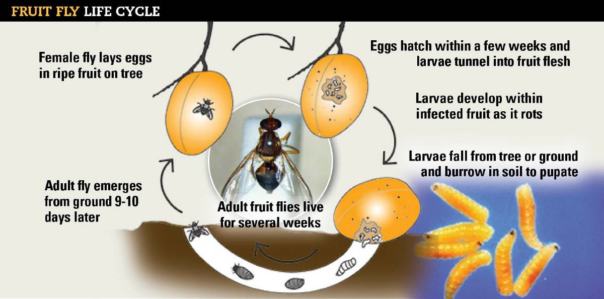 LIFE OF A FRUIT FLY: Fruit fly eggs are laid within ripe fruit, which often rots, and adult flies can live for several weeks. Inset pictures: DPIPWE