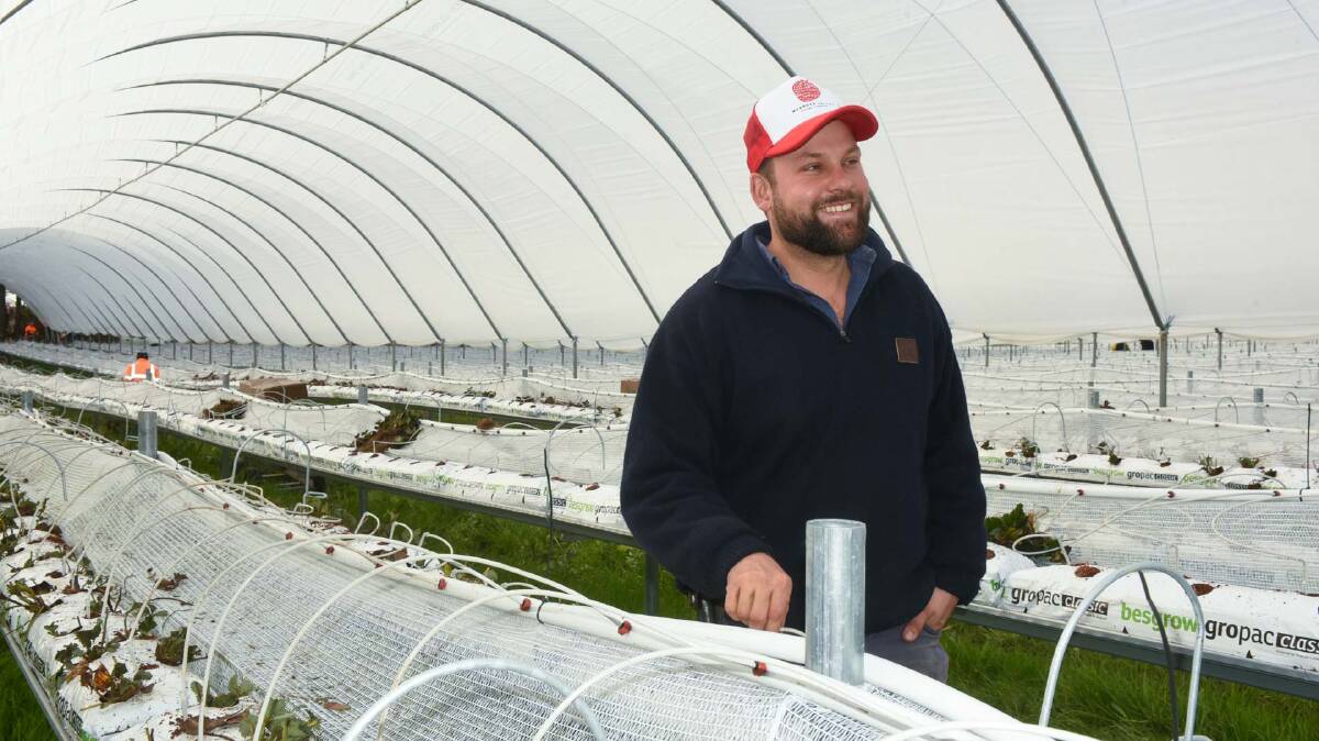 SWEET EXPANSION: Hillwood Berries farm manager Simon Dornauf in the new strawberry tunnels. Picture: Neil Richardson