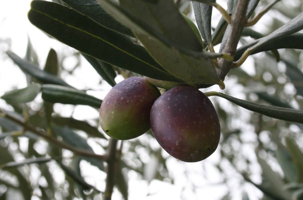 GOOD OIL: Tasmanian olive producers will be at markets this weekend.