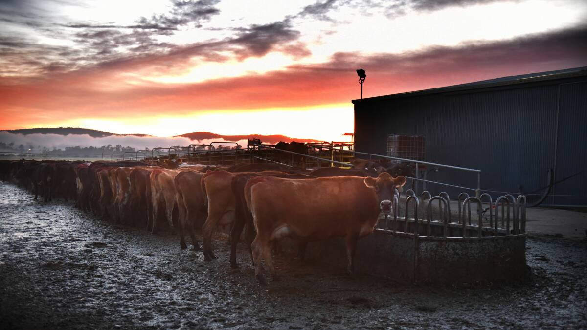 WAKE UP CALL: Tasmanian dairy farmers have lost confidence and trust, and are adopting a 'wait and see' approach to expansion plans as the industry recovers from its recent crisis. Picture: Paul Scambler