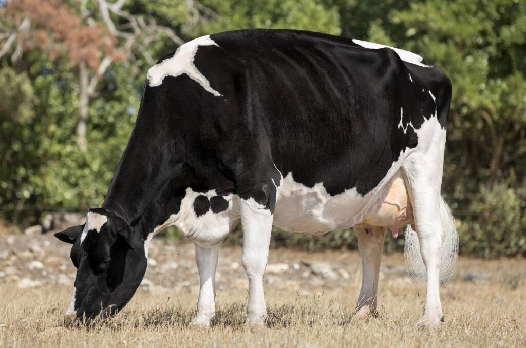 TOP HOLSTEIN FRIESAN COW: Fairvale Morty Lady 51, pictured in her sixth lactation, was bred at Bracknell by Ross and Leanne Dobson of Fairvale Holsteins. Picture: Bradley Cullen