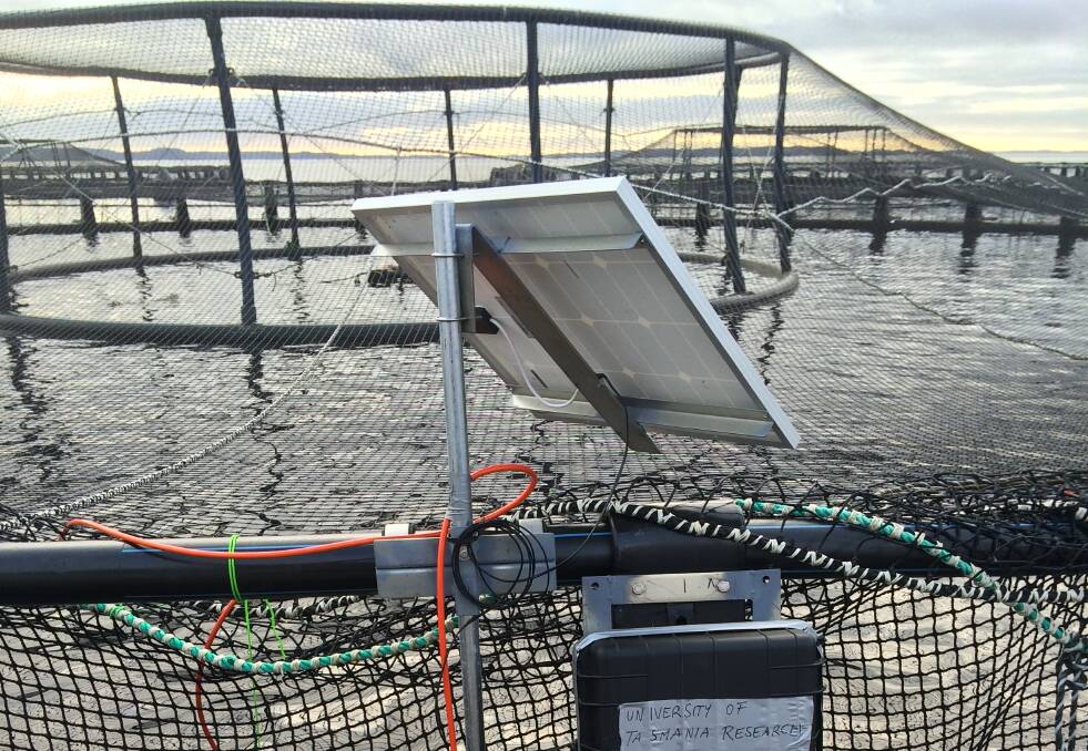 SALMON CLIMATE WARNING: IMAS research at Macquarie Harbour shows salmon farmed in cages behave differently when temperatures rise and oxygen levels fall. Picture: Supplied