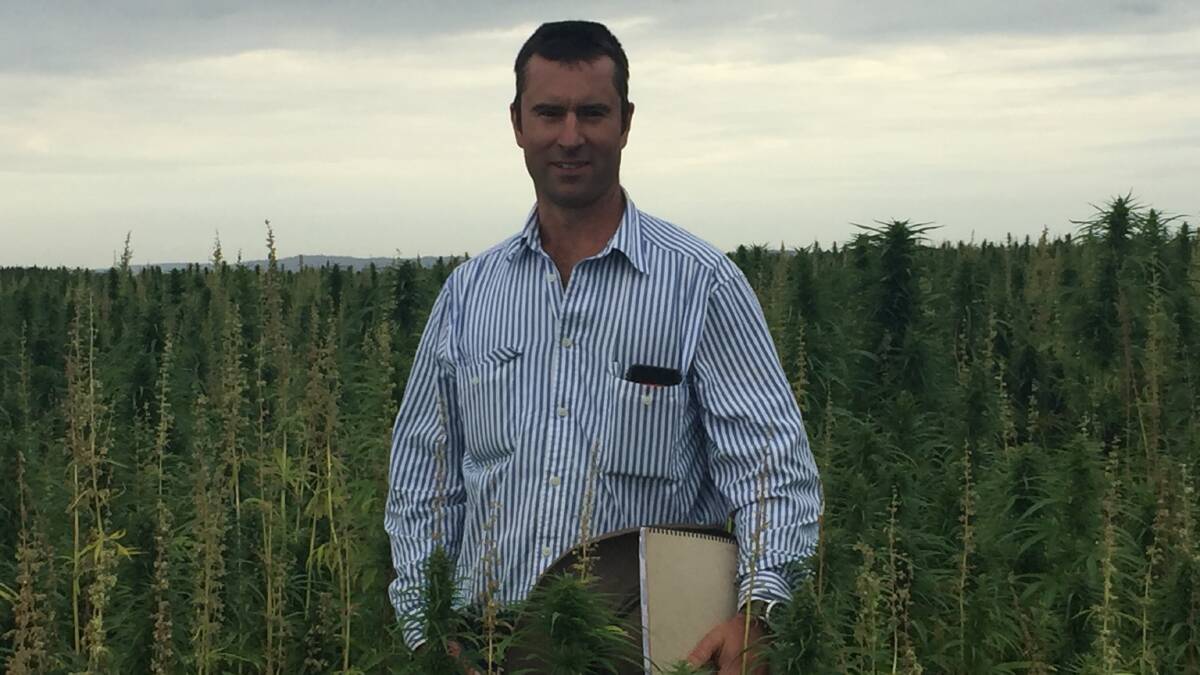 HIGHER YIELDS: Nick Mills stands amongst his 42-hectare hemp crop, which is the fifth - and biggest yet - grown at his Longford property. Picture: Johanna Baker-Dowdell