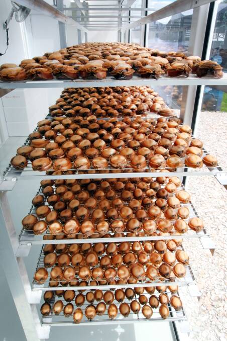 PERFECTING THE PROCESS: Abalone drying to achieve the optimum candy heart. Picture: Supplied