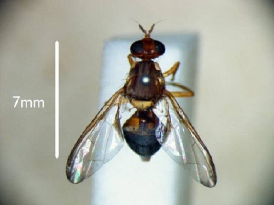 TO BE ERADICATED: Adult fruit fly. Picture: DPIPWE