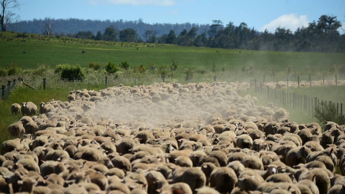 RECORD HIGH: Australian wool growers receive best returns in decades for their product. Picture: Paul Scambler