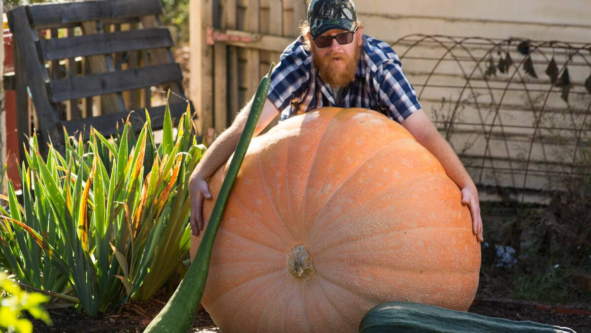 HOW DOES YOUR PUMPKIN GROW?: Sam Gregory with the giant 200kg pumpkin he grew in his South Launceston garden for the Launceston Horticultural Society Autumn Show. Picture: Phillip Biggs