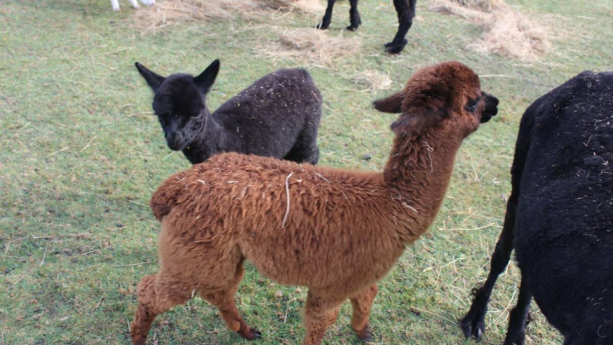MAKING SMALL BIG: Mossvale Alpacas will join the animal exhibits at the Huon Small Farms Expo. Picture: Supplied