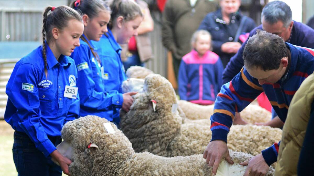 RISK FORUM: Campbell Town Show features Tasmania's only Sheep Show, but will also inform farmers about managing risk via the Midland Agricultural Association Forum on Friday. Picture: Phillip Biggs