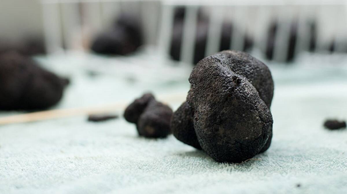 BLACK FUNGI: Perigord truffles post harvest and ready for market. Picture: Supplied