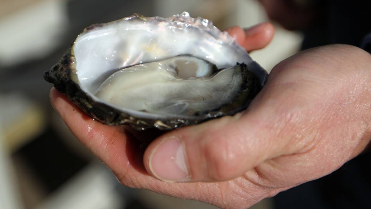 FIGHTING POMS: Tasmanian oyster farmers are awaiting trials to see what is causing POMS and how it spreads before next season.