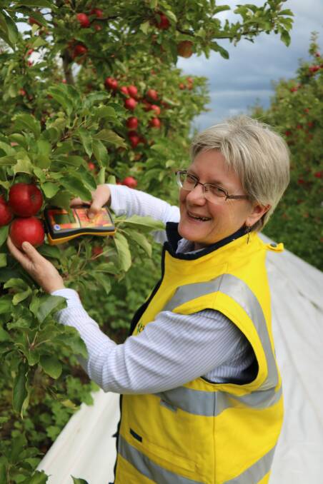 ON WORLD STAGE: Senior Research Fellow Dr Sally Bound using the new technology Delta Absorbance (DA) meter, a hand held non-destructive tool for measuring harvest maturity of apples.