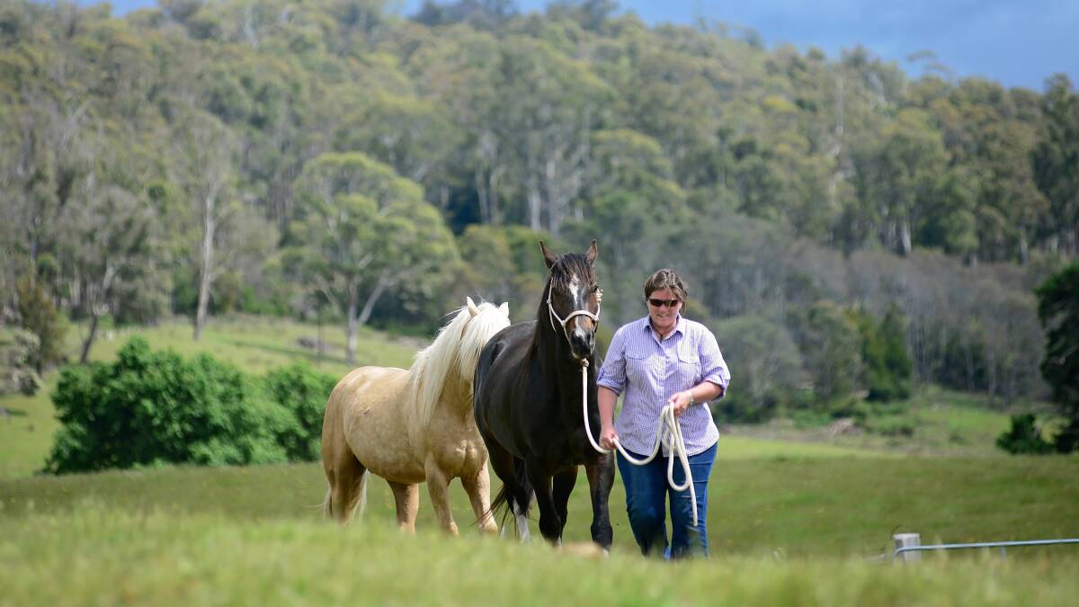 HORSE SAFETY: Horses pose a significant safety risk at work. Many farmers have been killed or injured by falling from a horse or being bitten, struck or kicked by one. Picture: Phillip Biggs.