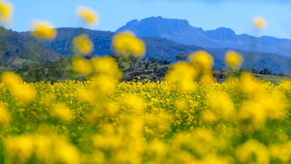 SPRING FEEL: Fields of canola in the Fingal Valley, towards Ben Lomond National Park. Picture: Scott Gelston