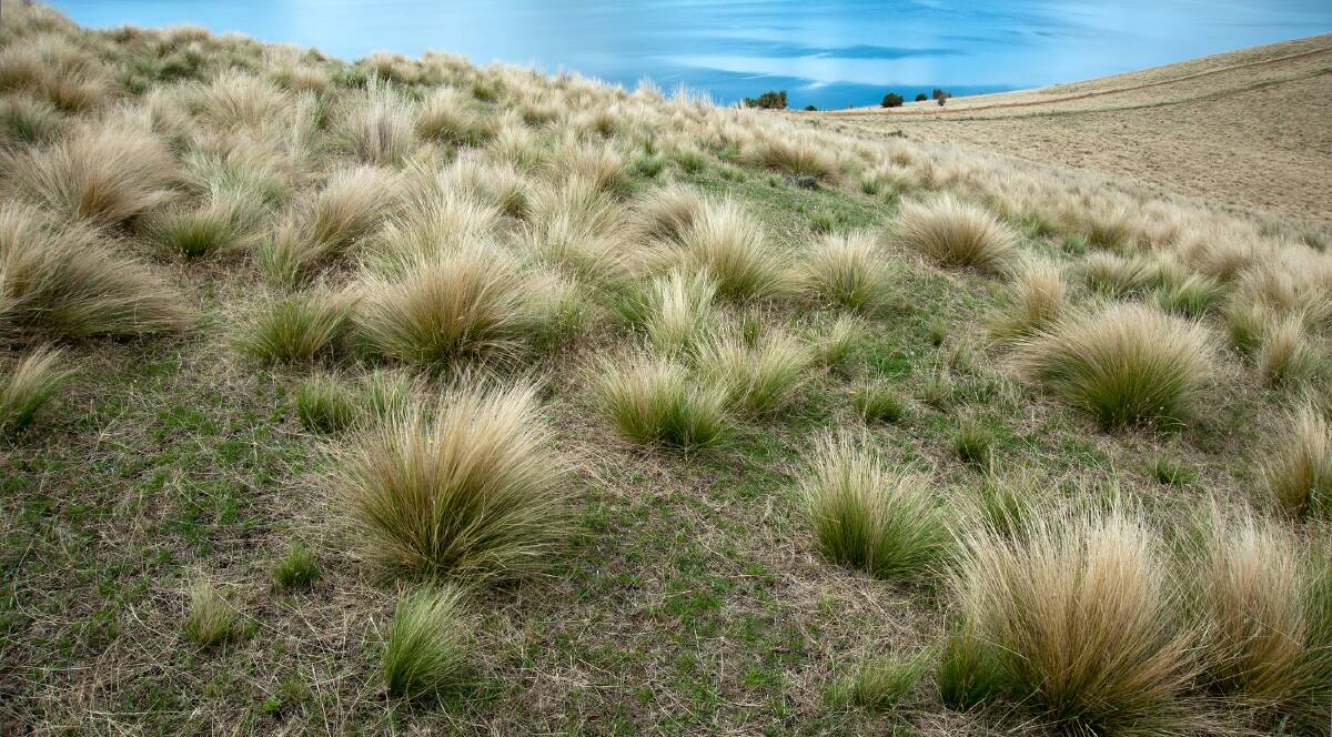 MANAGING WEED SPREAD: Paddock with serrated tussock. Picture: DPIPWE/Biosecurity Tasmania.
