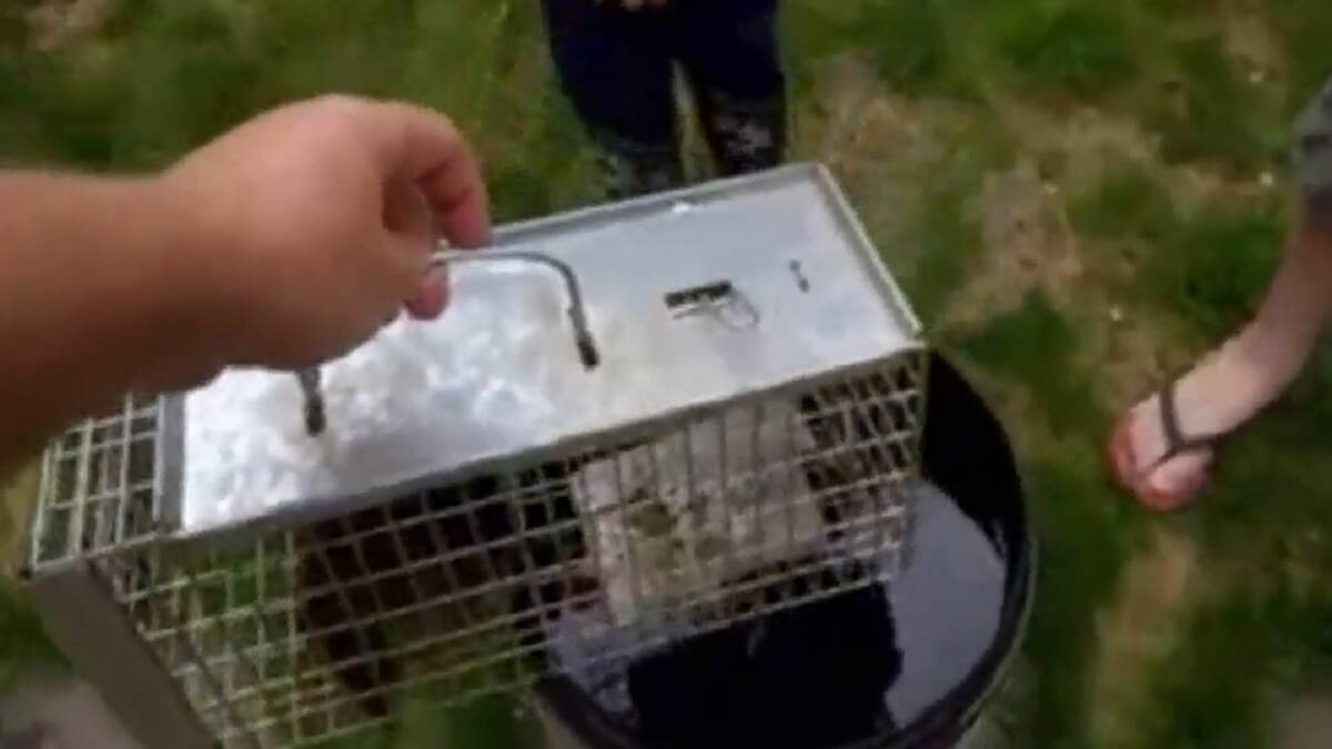 The video shows a man drop a caged animal into a bucket of water.