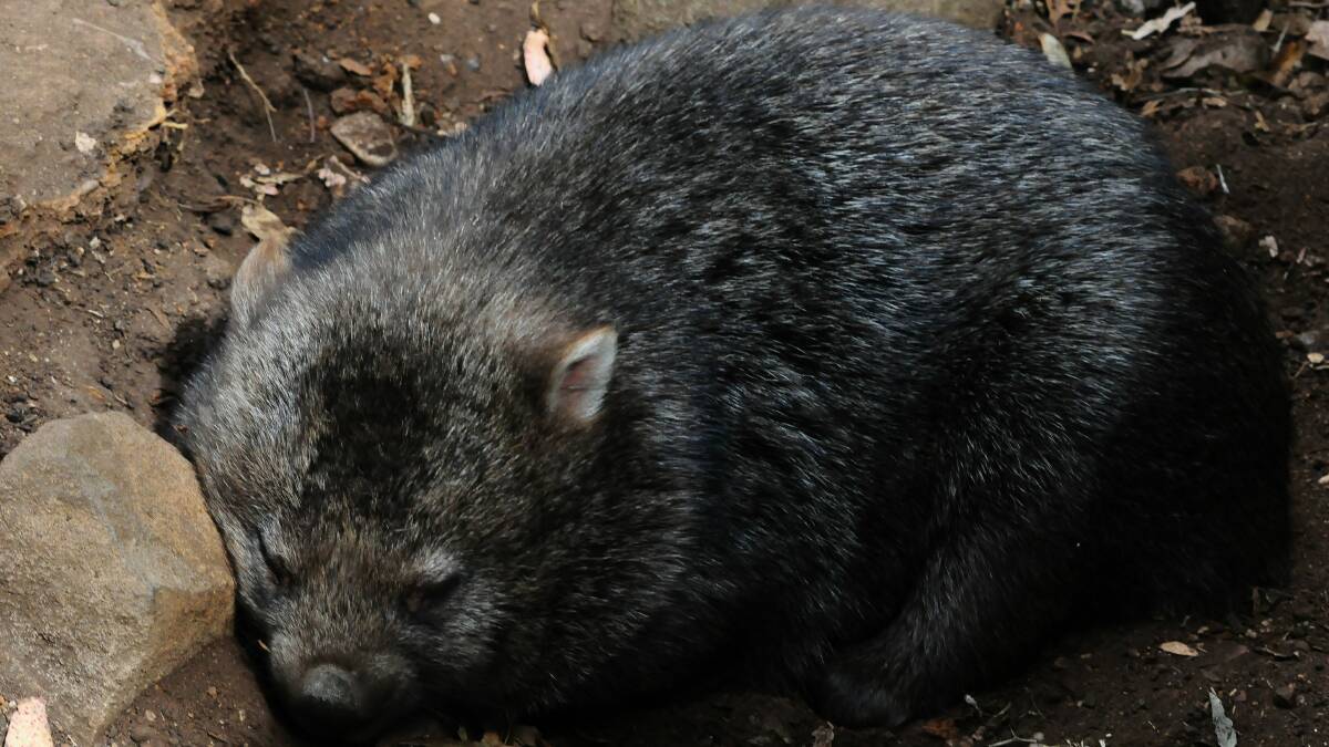 Wombat numbers decline, sanctuary could help