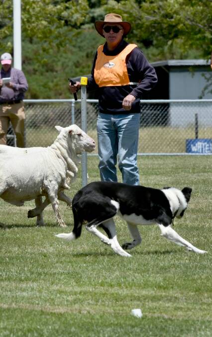 ON SHOW: John Lister and his dog Shannandogh Dodger at the Northern Tasmanian Sheep Dog Trials being held at Exeter over the weekend. Picture: Neil Richardson
