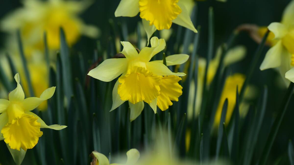 Daffodil show a tough contest