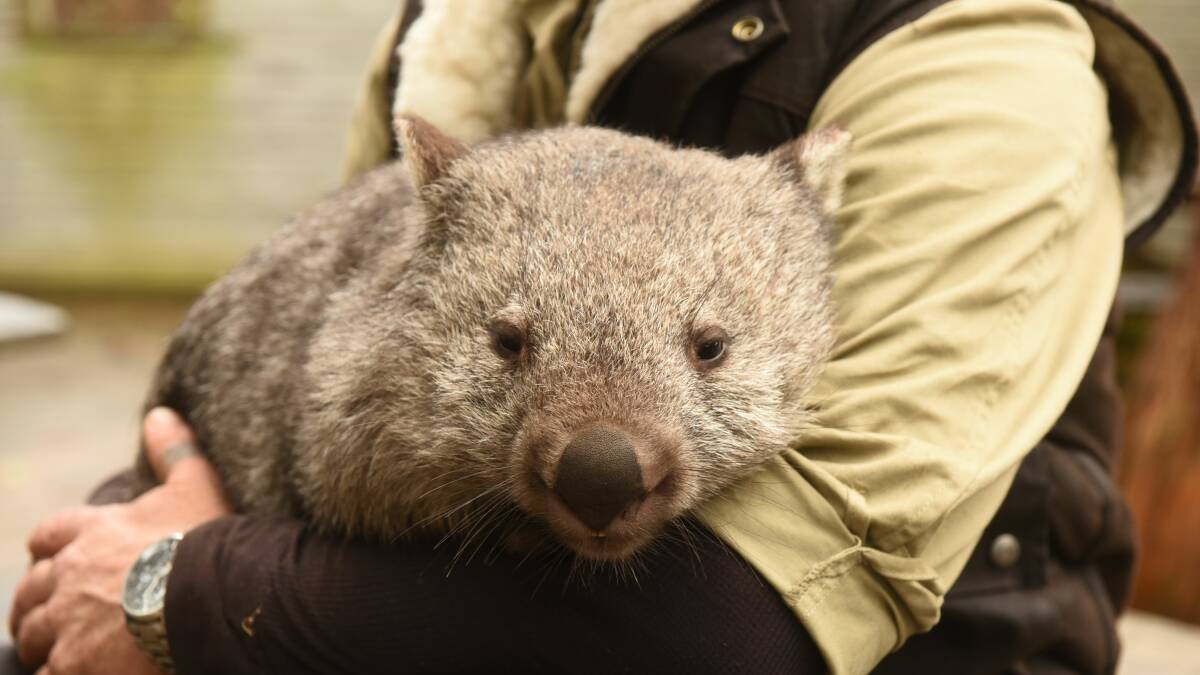 Bayview Bush Babies help combat wombat mange