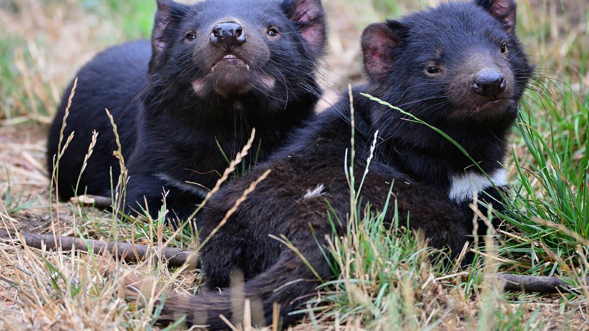 Tasmanian devil release complete in North East