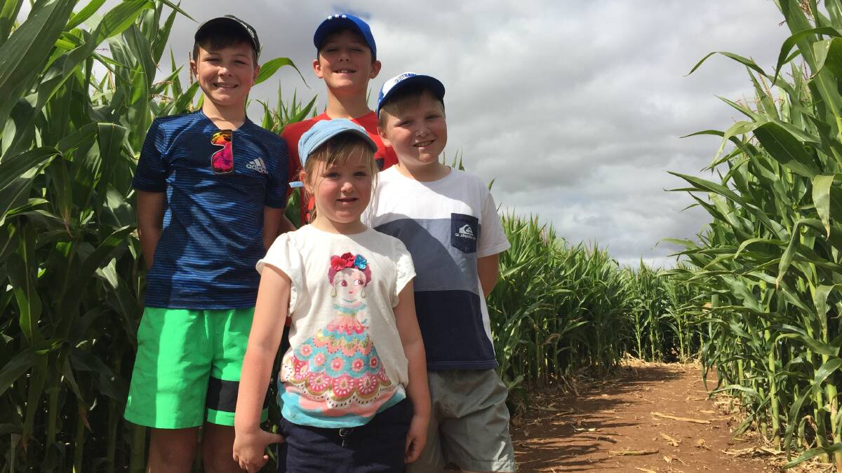 READY, SET, LOST: Harrison Edwards,11 Jasper French, 11, Oliver Edwards, 10 and Rubi  Edwards ready to take on Rupertswood Farm's crop maze. Picture: Tarlia Jordan