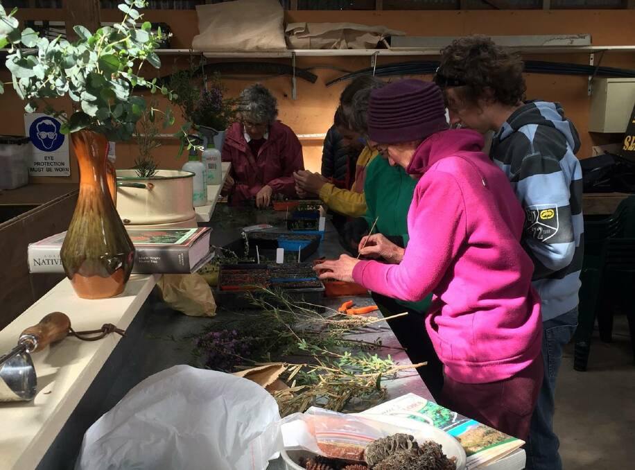 Plant workshops bring tree natives out