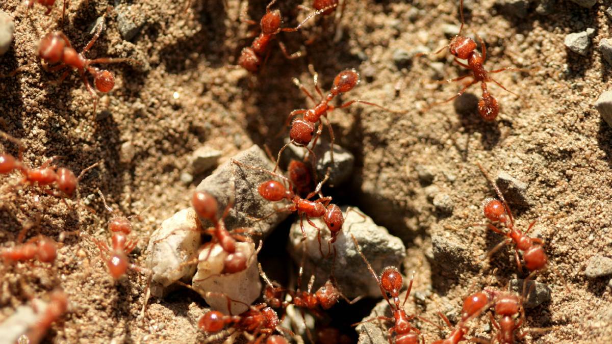 Kill it: The invasive fire ant, a South American native ant first detected in Brisbane in 2001, is wreaking havoc across Scenic Rim.