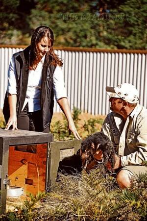 Melissa Lewarn, of NRM North, and Tasmania Zoo's operations manager, Robert Warren, let a Tasmanian devil enter a new enclosure at the zoo. Pictures: Scott Gelston*(1/2)