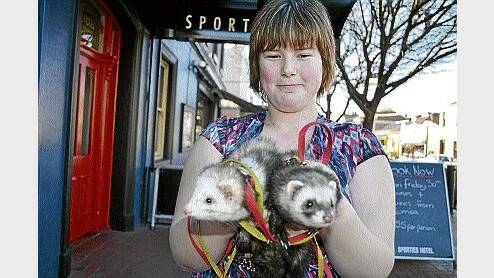 Ashleigh Kendrick, of Trevallyn, with her pet ferrets, Sable and Panda. Picture: MICHAEL LOWE
