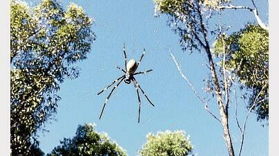 Launceston is not suffering from an explosion in the spider population, according to zoologist Simon Fearn.
