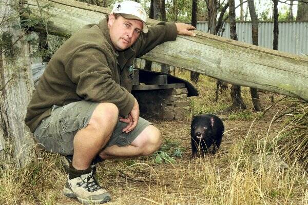Tasmania Zoo operations manager Robert Warren with one of  the devils that  might   be euthanised.  Picture: NEIL RICHARDSON