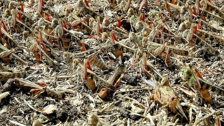 Adult eastern plague grasshoppers laying eggs. Photo: DEPI