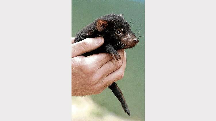 Tasmanian devils sent to Denmark have produced offspring.